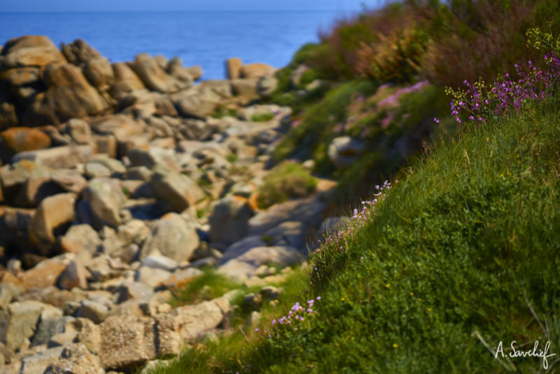 Petit paradis de fleurs en bordure d’un sentier le long de la mer, sur le littoral breton