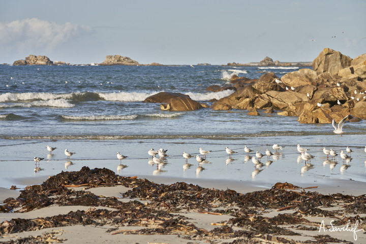 Plage bretonne avec des amas d’algues sur le sable, des oiseaux de mer (mouettes) et les vagues se brisant sur les rochers